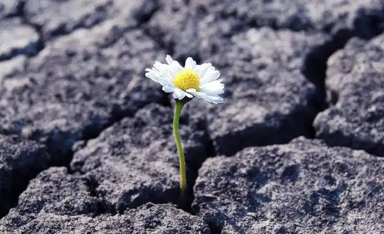 Ein Gänseblümchen durchbricht einen Riss im Asphalt.